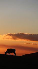 Silhouette horse on beach against sky during sunset