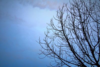 Low angle view of bare trees against sky