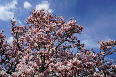 Low angle view of cherry blossoms in spring