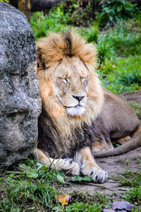 Lion relaxing on field