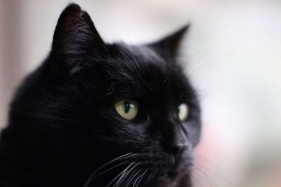 Close-up portrait of black cat