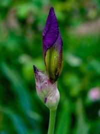 Close-up of purple flower bud
