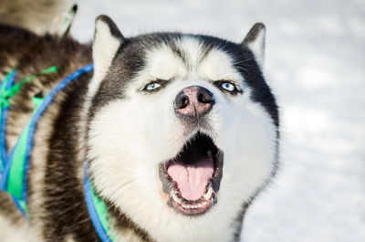 Close-up portrait of dog