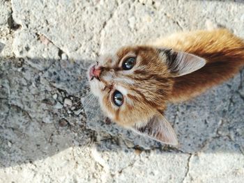 Close-up portrait of cat