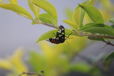 Close-up of butterfly pollinating flower