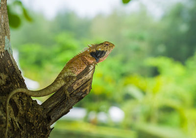 Close-up of a lizard on tree trunk