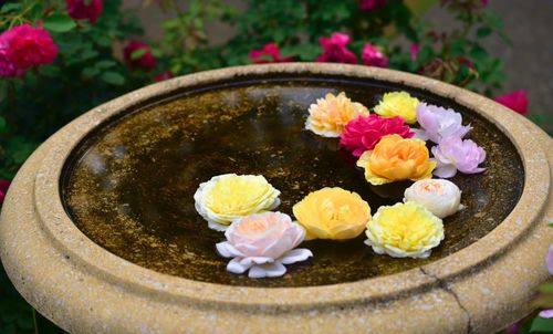 High angle view of flowers in container