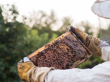 Cropped hands of beekeeper holding beehive