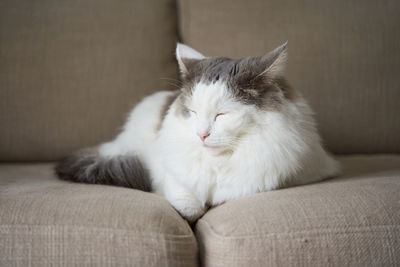 Cat resting on sofa