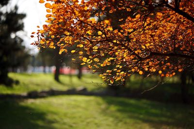 Close-up of tree against sky