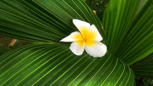 Close-up of white flower with green leaves