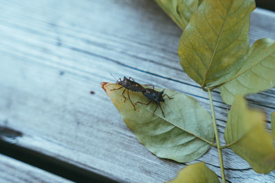 Close-up of insect on wood