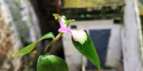 Close-up of flowering plant