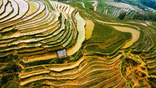 Full frame shot of rice paddy