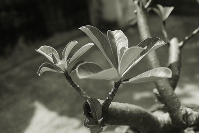 Close-up of flower against blurred background