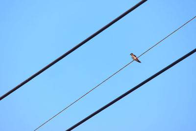 Low angle view of birds perching on cable