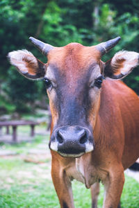 Close-up of cow on field