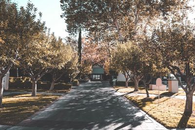 Wet trees in city against sky