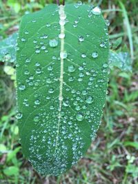 Close-up of wet leaf