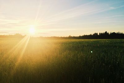 Sun shining over wheat field