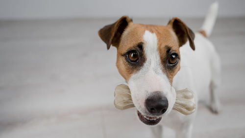 Close-up portrait of dog