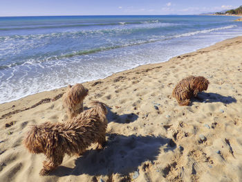 Spanish water dogs on shore at beach