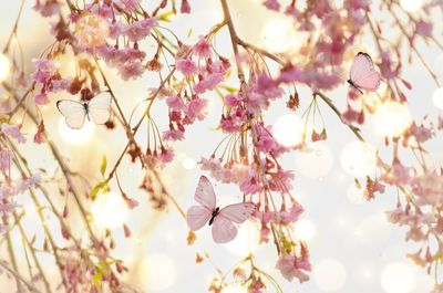 Close-up of cherry blossoms in spring