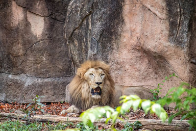 Lion in zoo