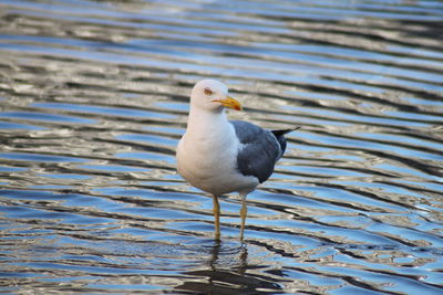 High angle view of seagull perching on a lake