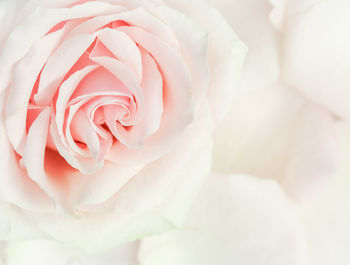 Close-up of white rose