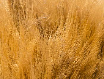 Full frame shot of wheat field