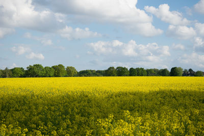 Scenic view of field against sky