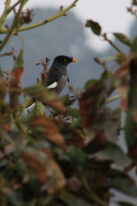 Bird perching on a branch