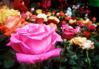 Close-up of pink rose blooming outdoors