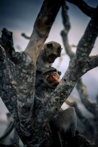 Monkey sitting on branch