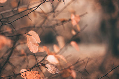 Autumn scene with orange leaves and blurred brown branches