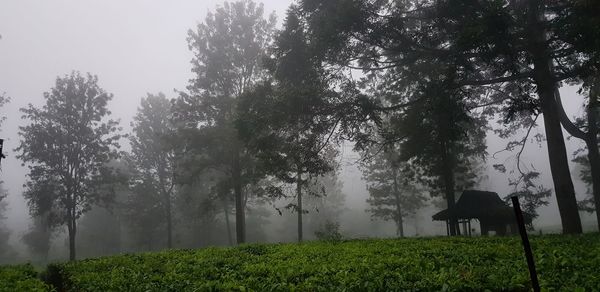 Trees on field