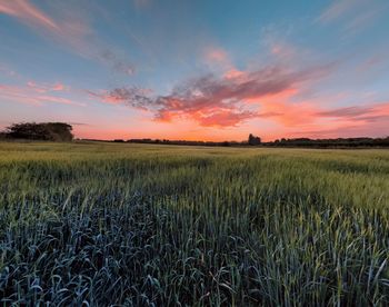 Scenic view of field against sky during sunset