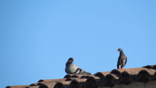 Low angle view of birds perching against clear blue sky