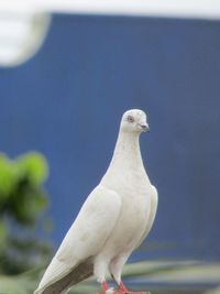 Close-up of seagull perching