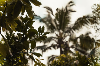 Low angle view of leaves against sky