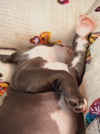 Close-up of cat relaxing on bed at home