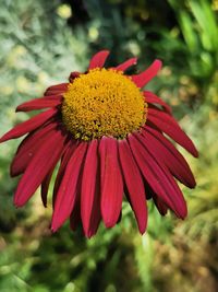 Close-up of red flower