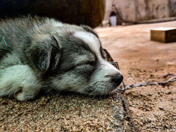 Close-up of dog sleeping