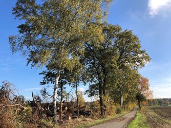 Trees on field against sky