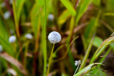 Close-up of white flowering plant on field