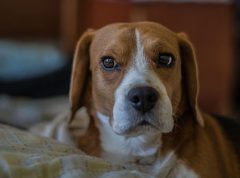 Close-up portrait of dog