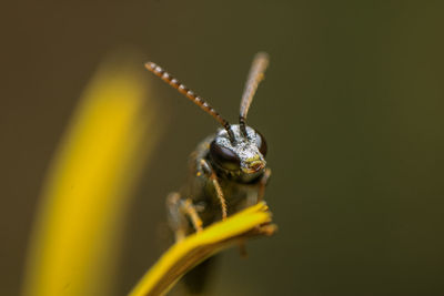 Close-up of insect on flower