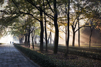 Empty road along trees