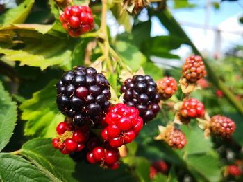 Close-up of raspberries on tree